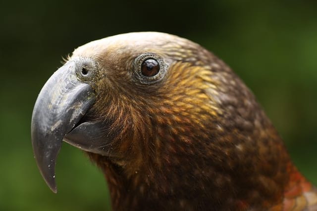 North Island Kaka with foris eco-tours